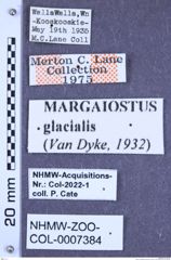 Etikette zu Margaiostus glacialis (Van Dyke, 1932) (NHMW-ZOO-COL-0007384)